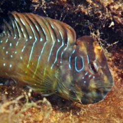 Blennie M.N Casamajor