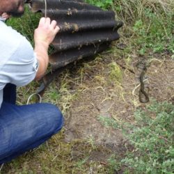 Suivi reptile sous plaque