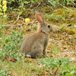 Lapin de garenne